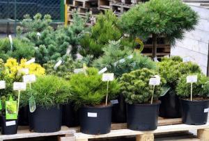 Important nuances of choosing and planting coniferous plants