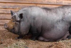 Vietnamese pot-bellied piglets: features of breeding and care