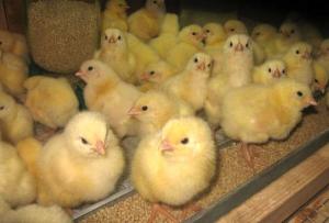 What is the constant care of broilers at 1 month?